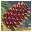 Larch
